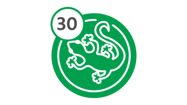 Bus Route 30 - Lizard